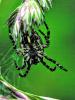 Aculepeira sp.